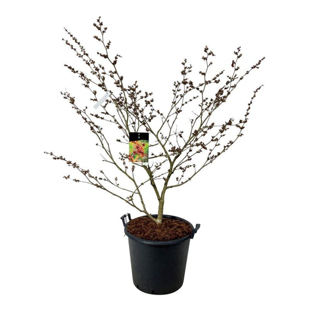 Hamamelis int. 'Diane'.