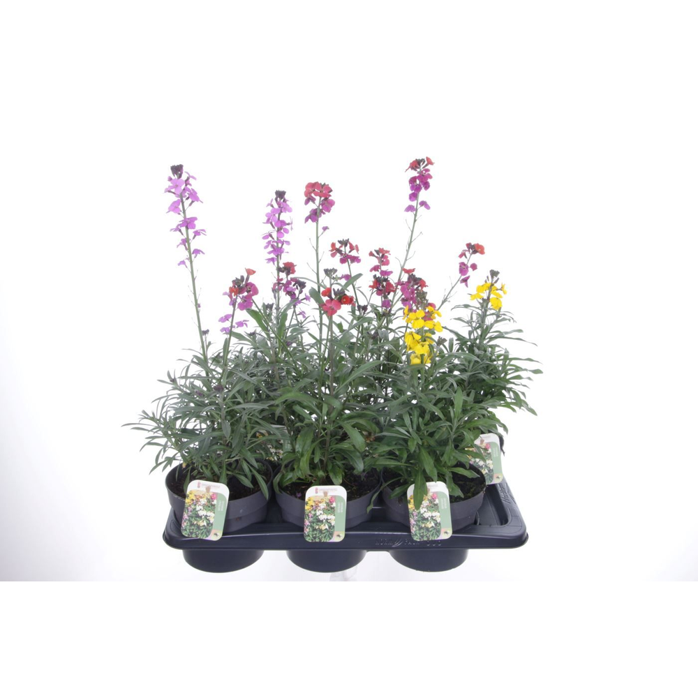 Erysimum linifolium mix.