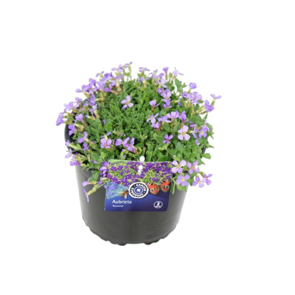 Aubrieta Blaumeise.
