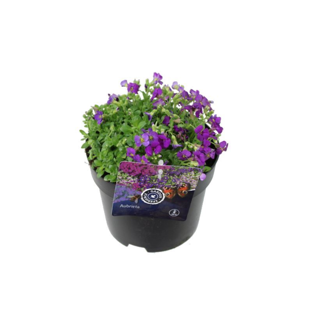 Aubrieta Axcent Lilac.