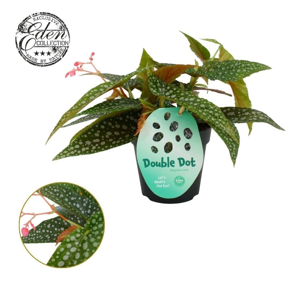 Begonia cane Double Dot 12cm.