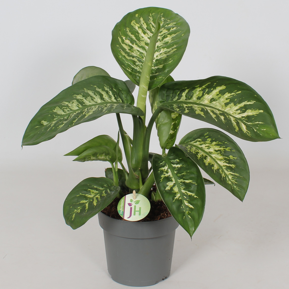 Dieffenbachia 'Reeva'.