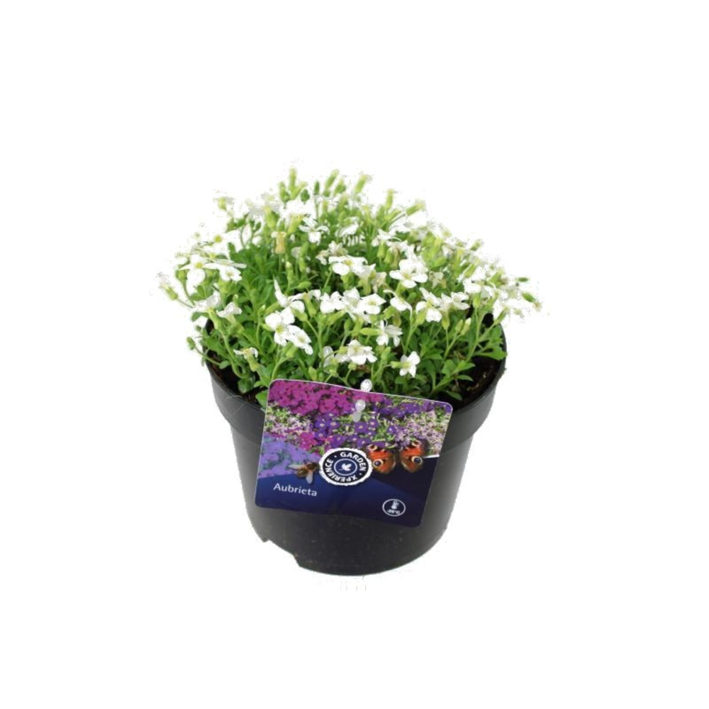 Aubrieta Regado White NIEUW.
