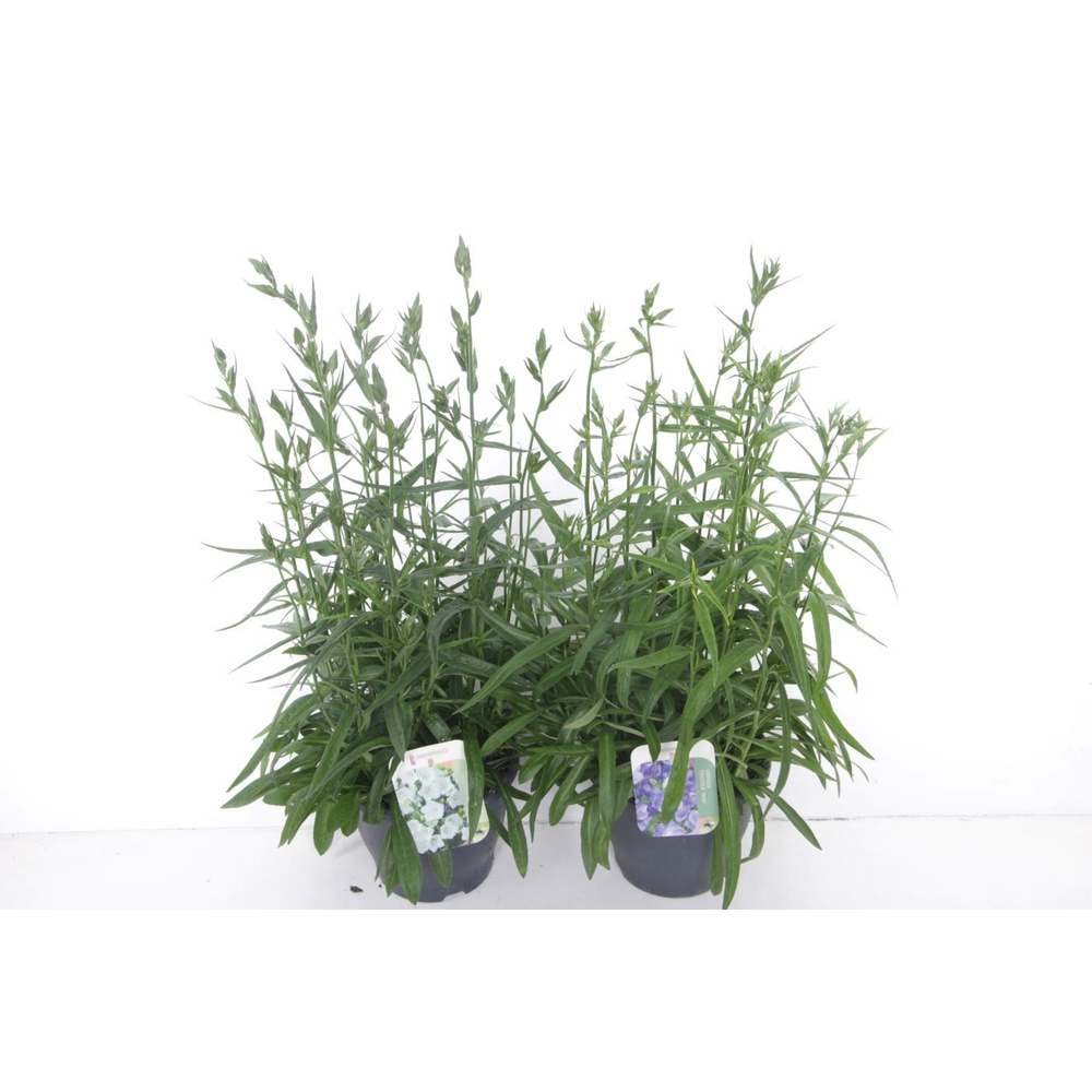 Campanula pers. Takion mix.