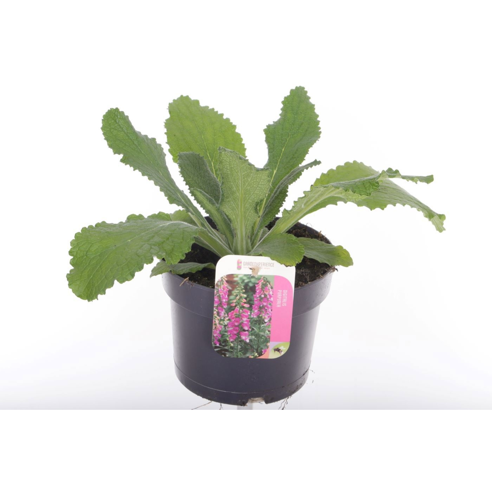 Digitalis purp. William Early Rose.