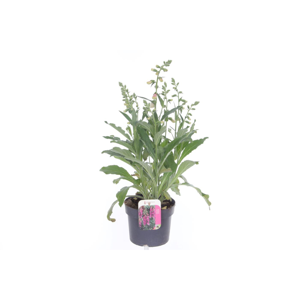 Digitalis purp. William Early Rose.