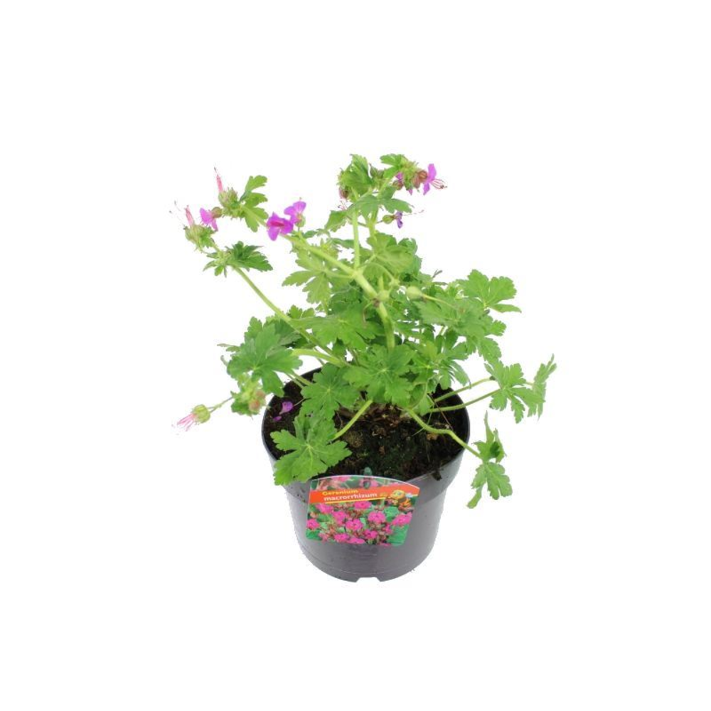 Geranium macrorrhizum.