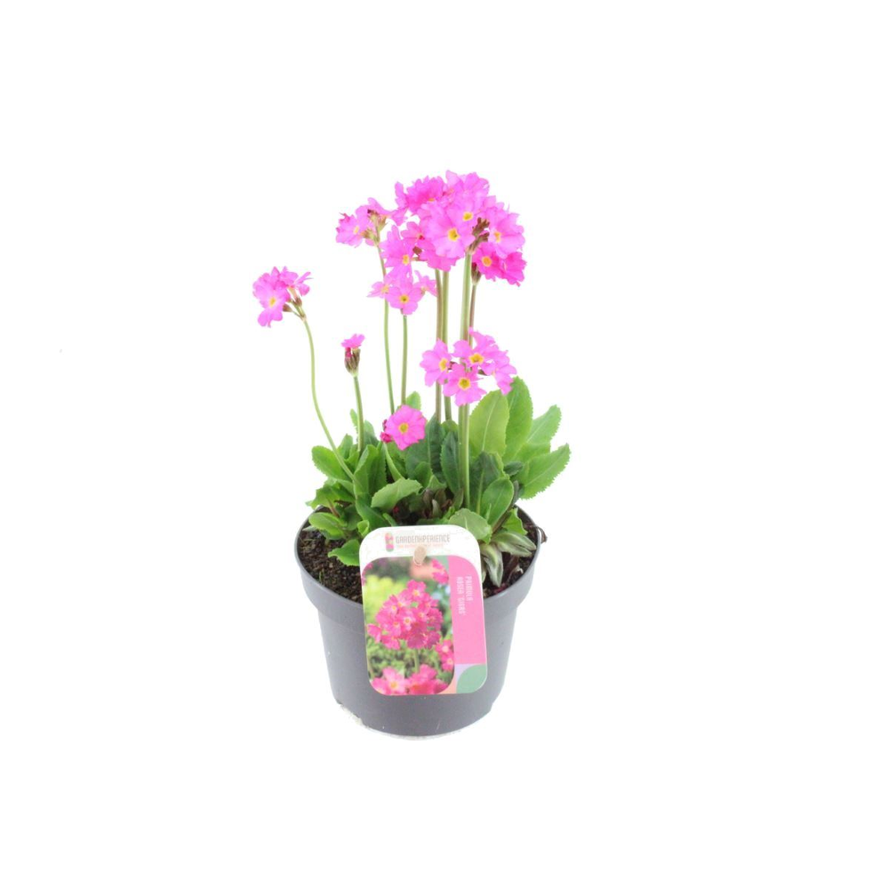 Primula rosea Gigas.