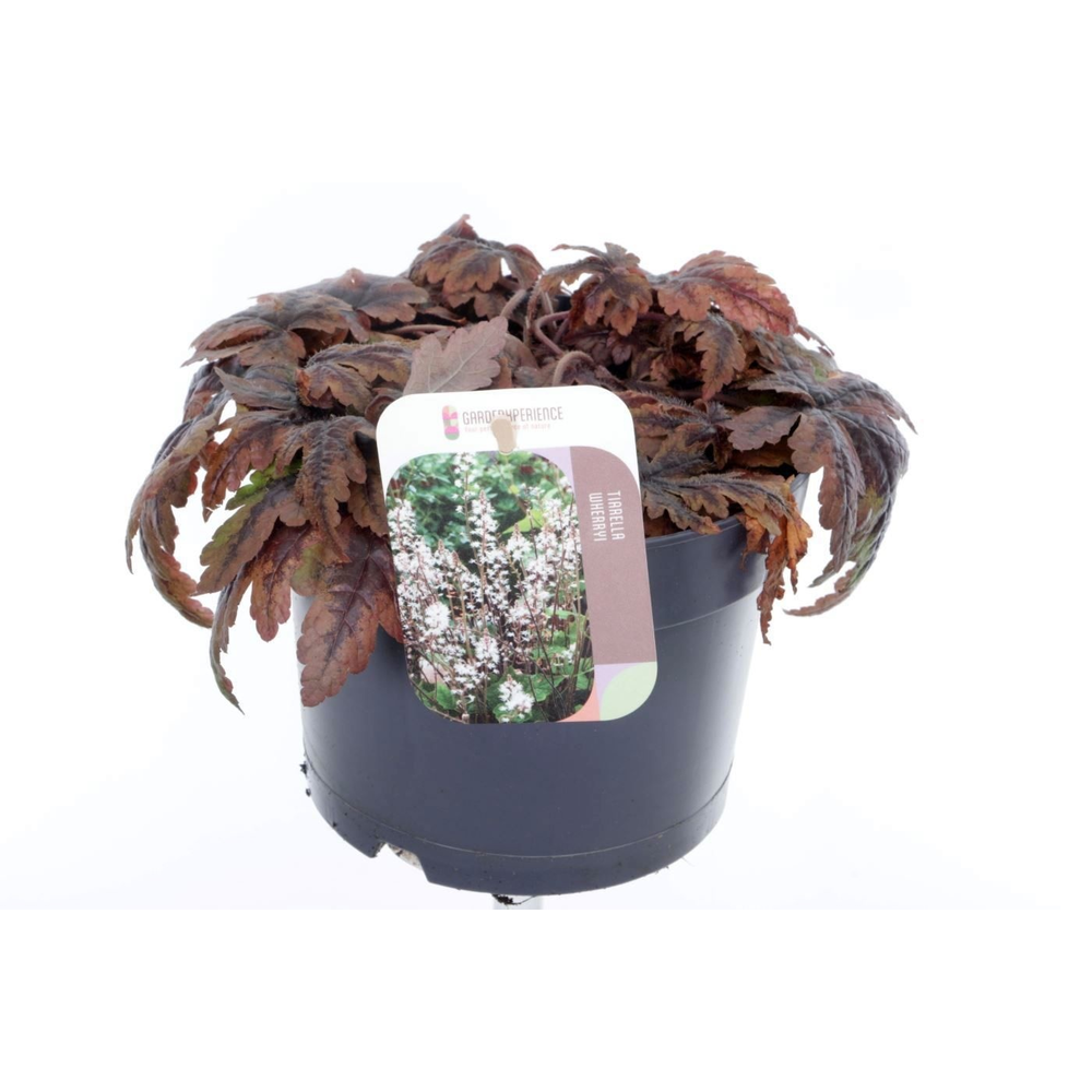 Tiarella cordifolia Sugar and Spice.