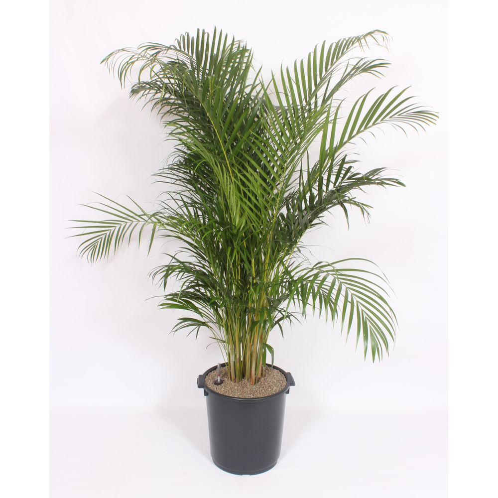 Dypsis lutescens 'Areca'.