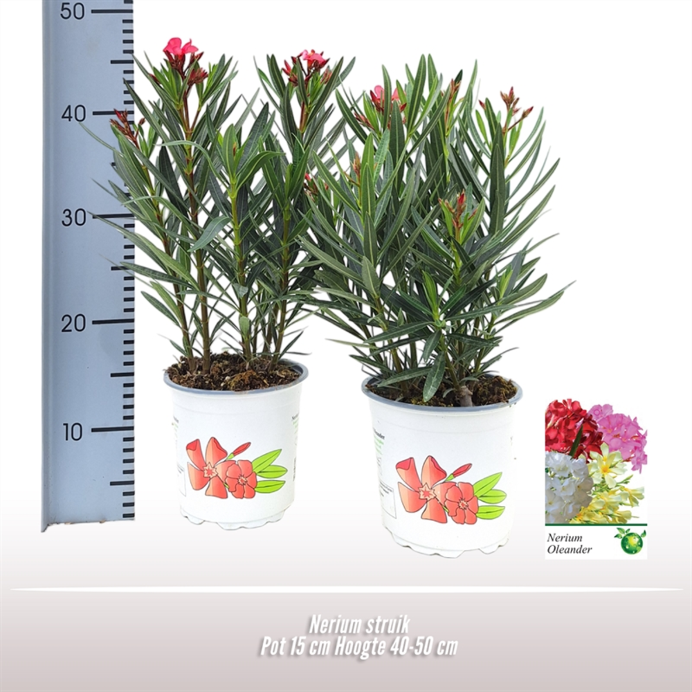 Nerium oleander struik.