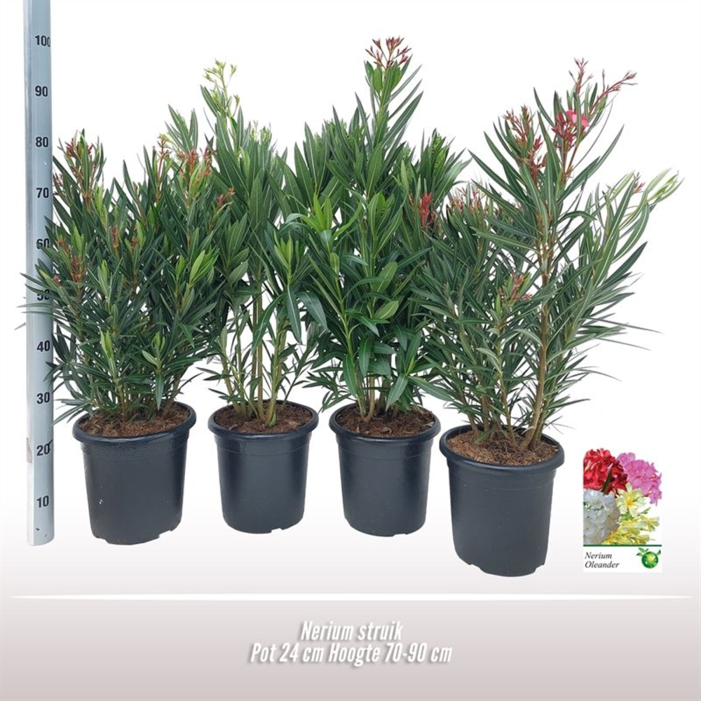 Nerium struik.