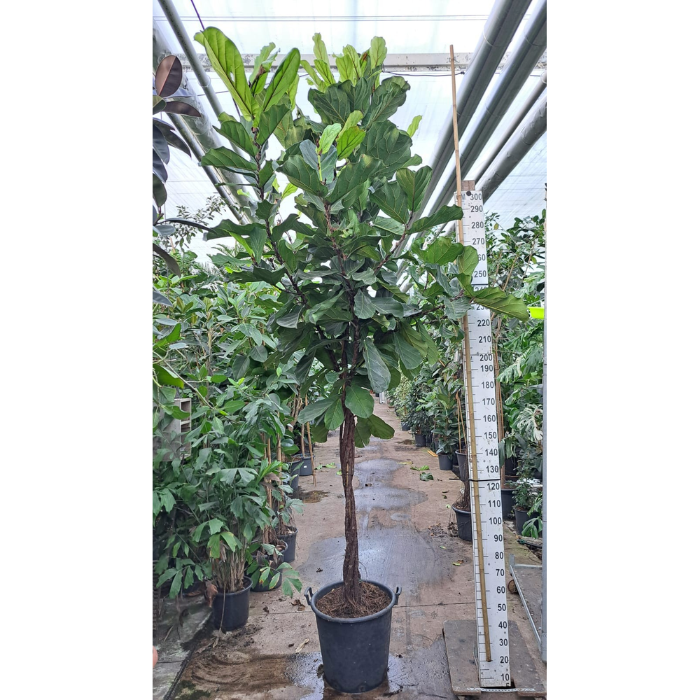 Ficus Lyrata multistam 380.