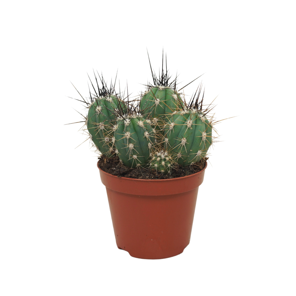 Stetsonia coryne 8,5 cm.