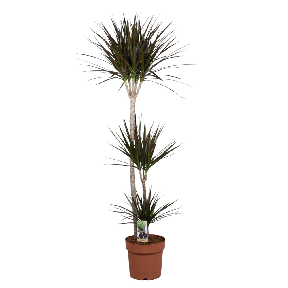 Dracaena Magenta 90-45-15.