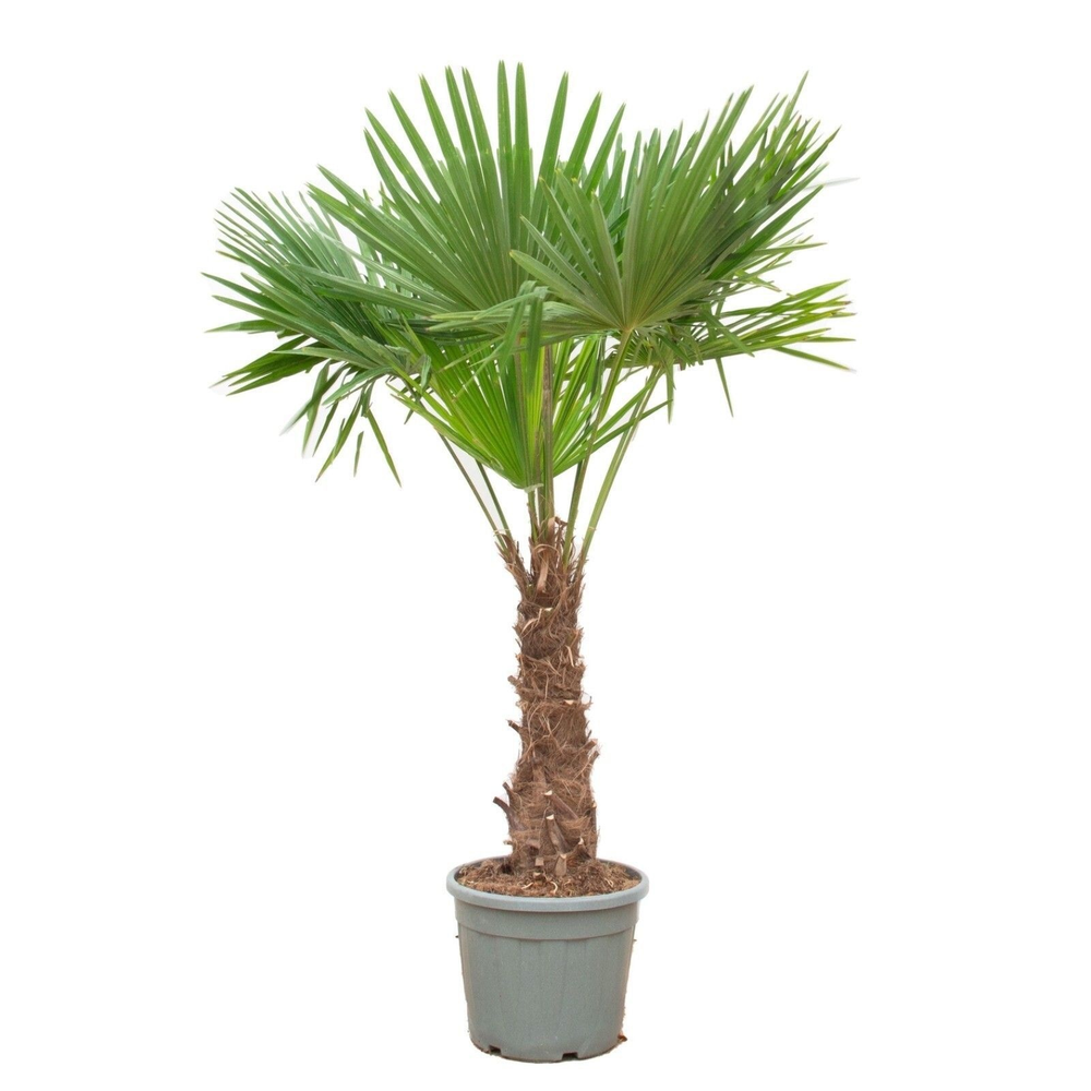 Trachycarpus fortuneii (Eagle Palm) P45 230-240cm