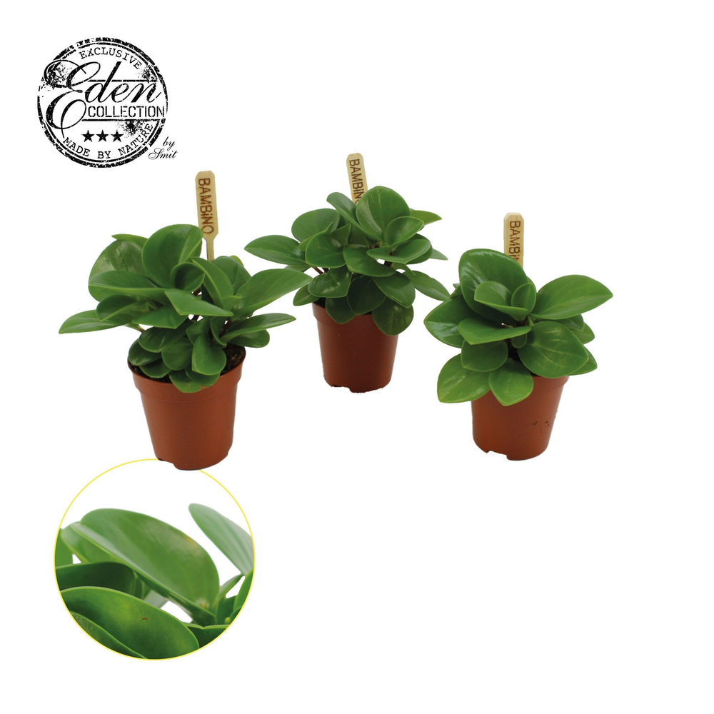 Peperomia Obtusifolia Groen 5,5cm.