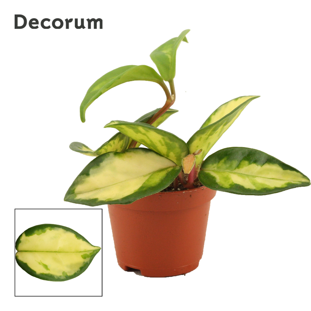 Hoya carnosa 6 cm Tricolor Decorum.