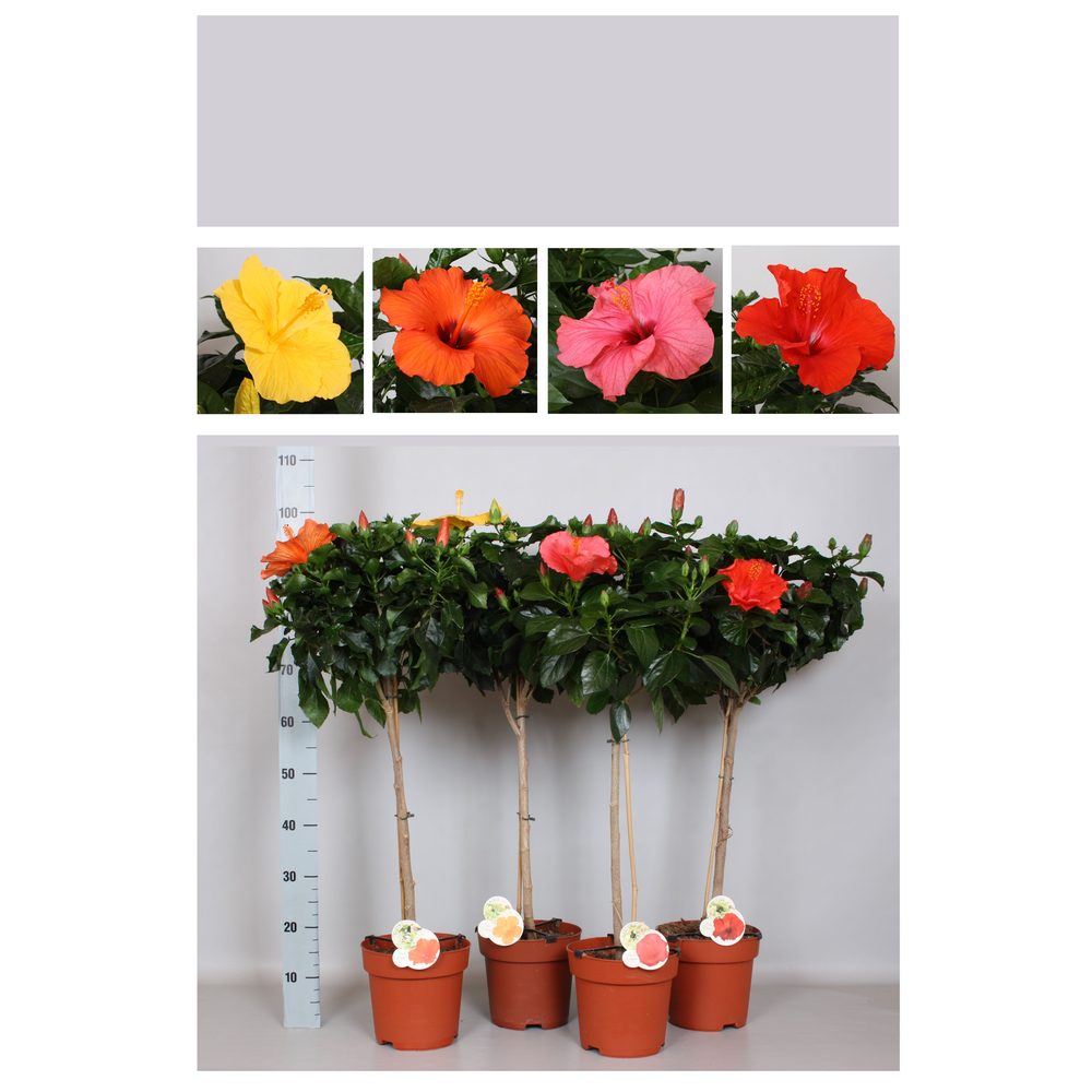 Hibiscus Fiori Grande 'Mixlaag' stam.