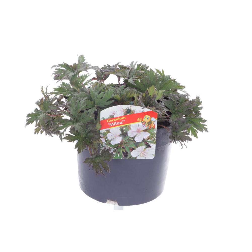 Geranium Milou.