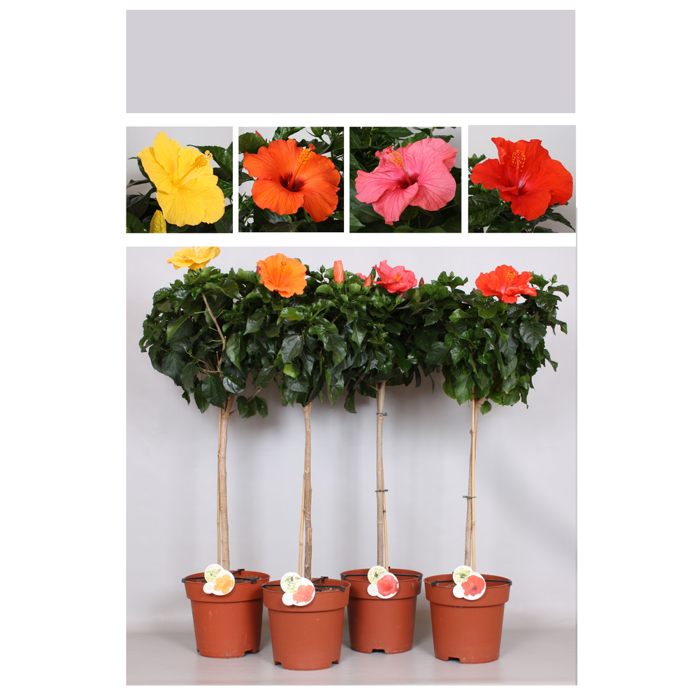 Hibiscus Fiori Grande 'Mixlaag' stam.