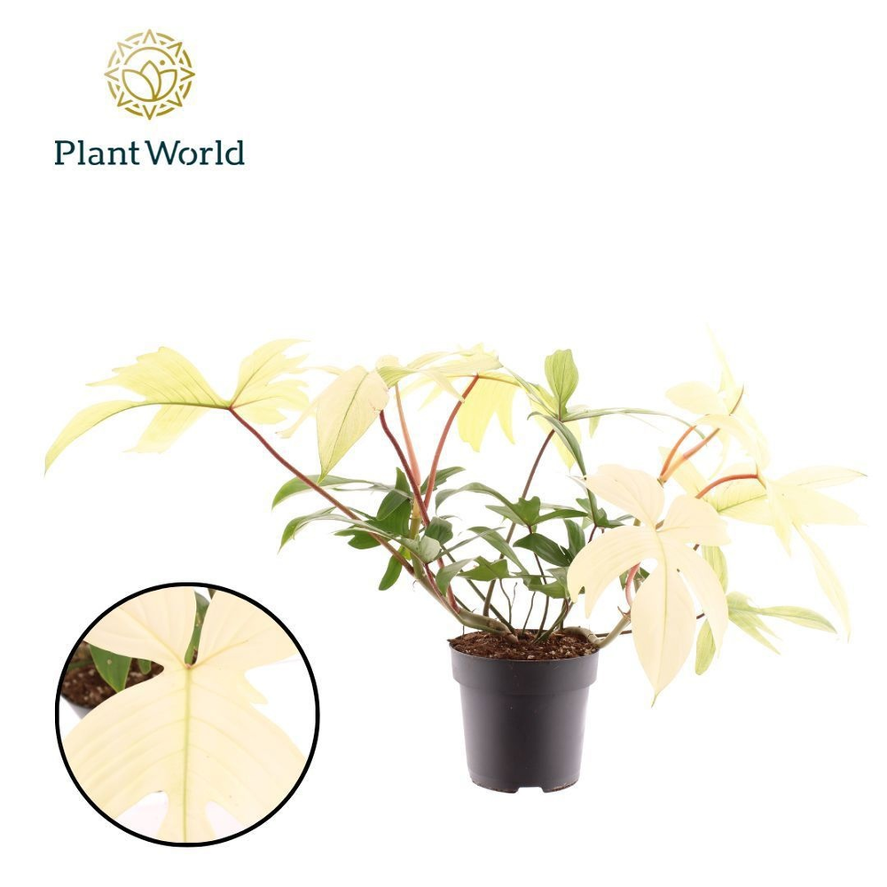 Philodendron Florida Ghost p19.