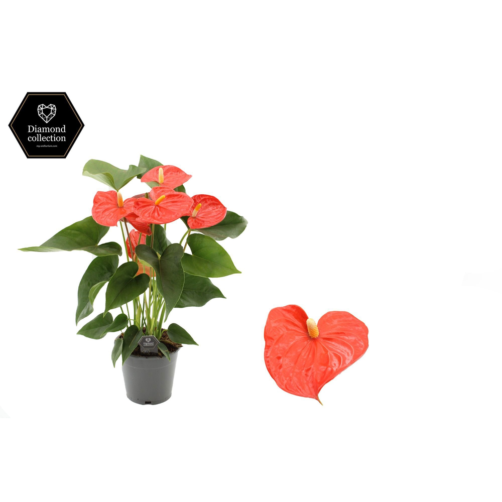 Anthurium Prince of Orange in transparant sleeve.