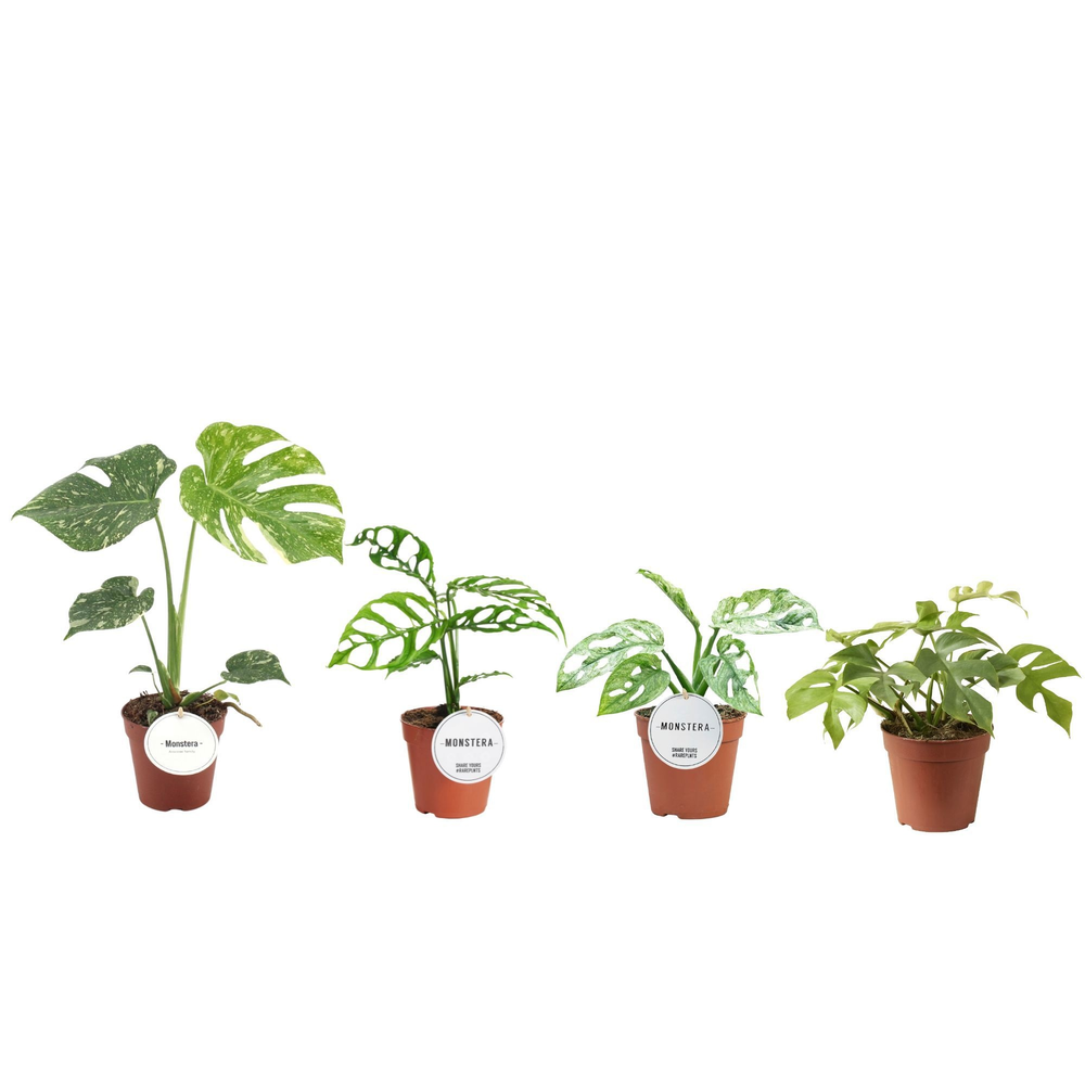Monstera Mix.