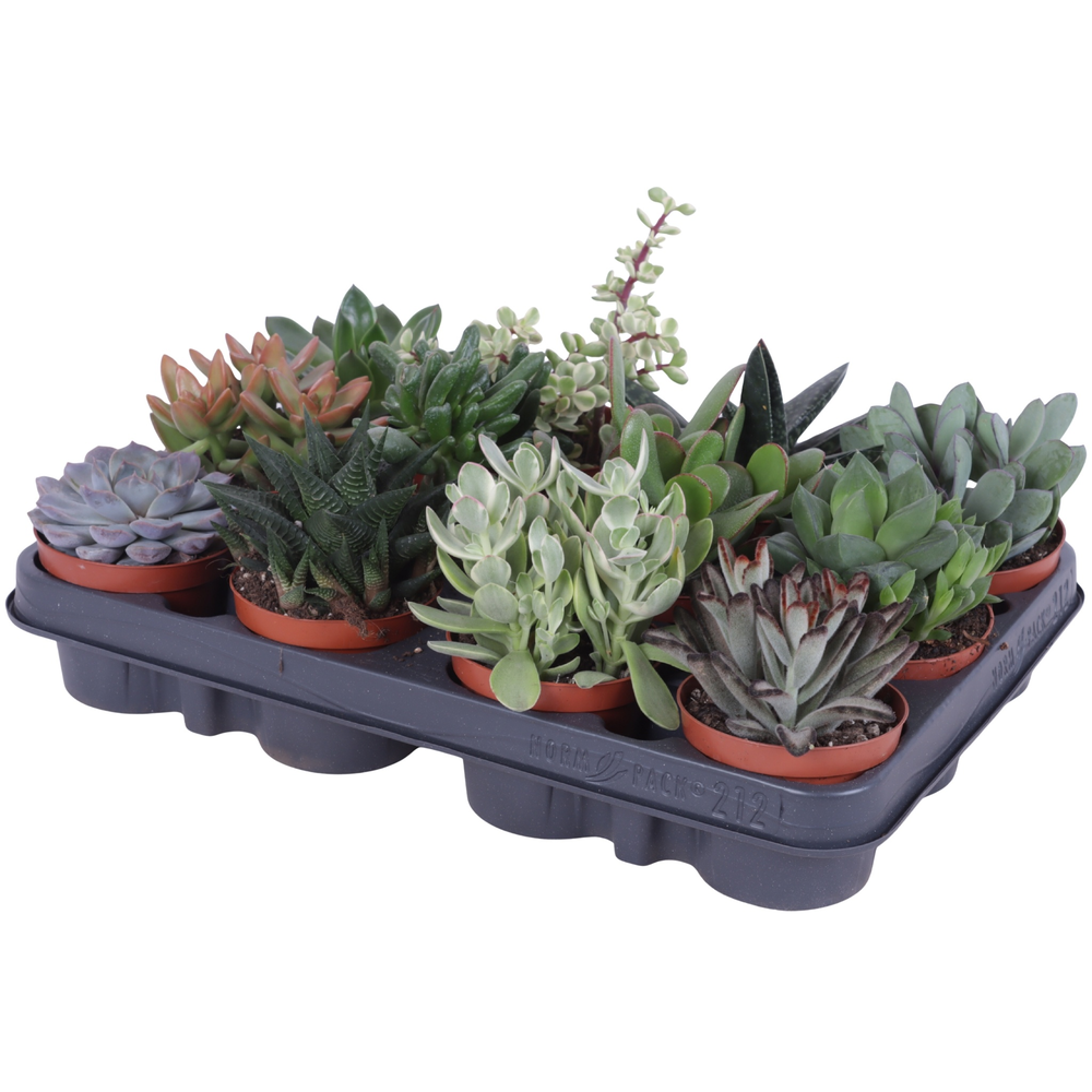 Succulenten mix 8,5 cm.