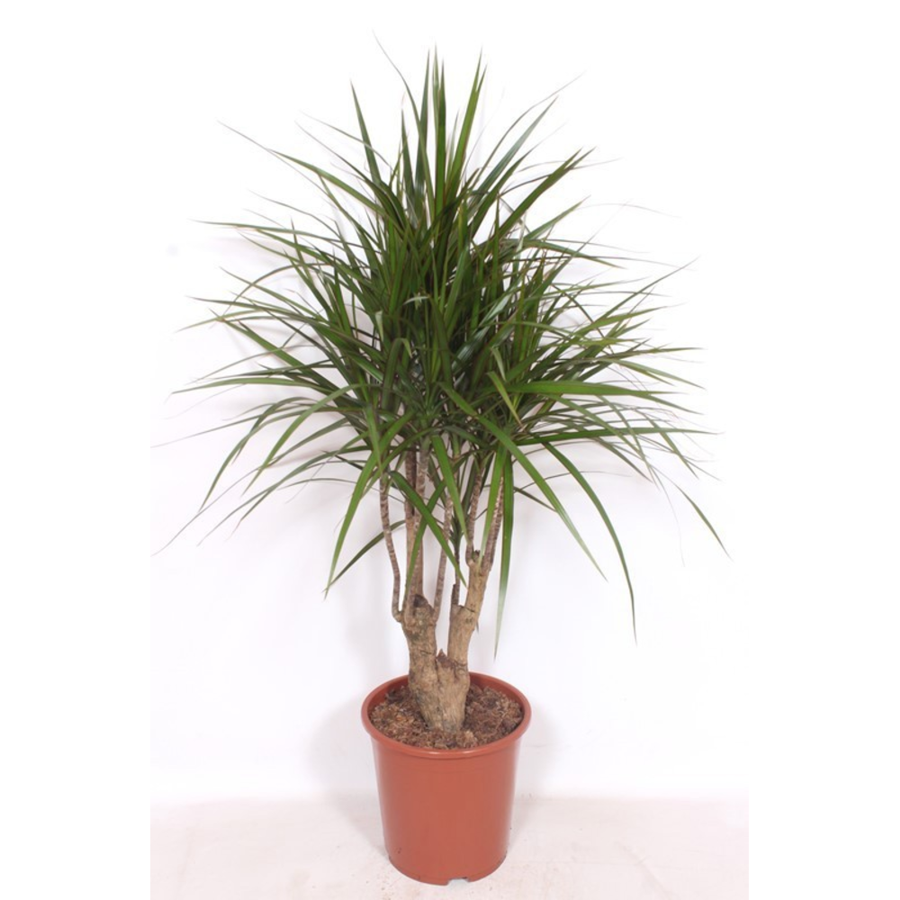 Dracaena marginata.