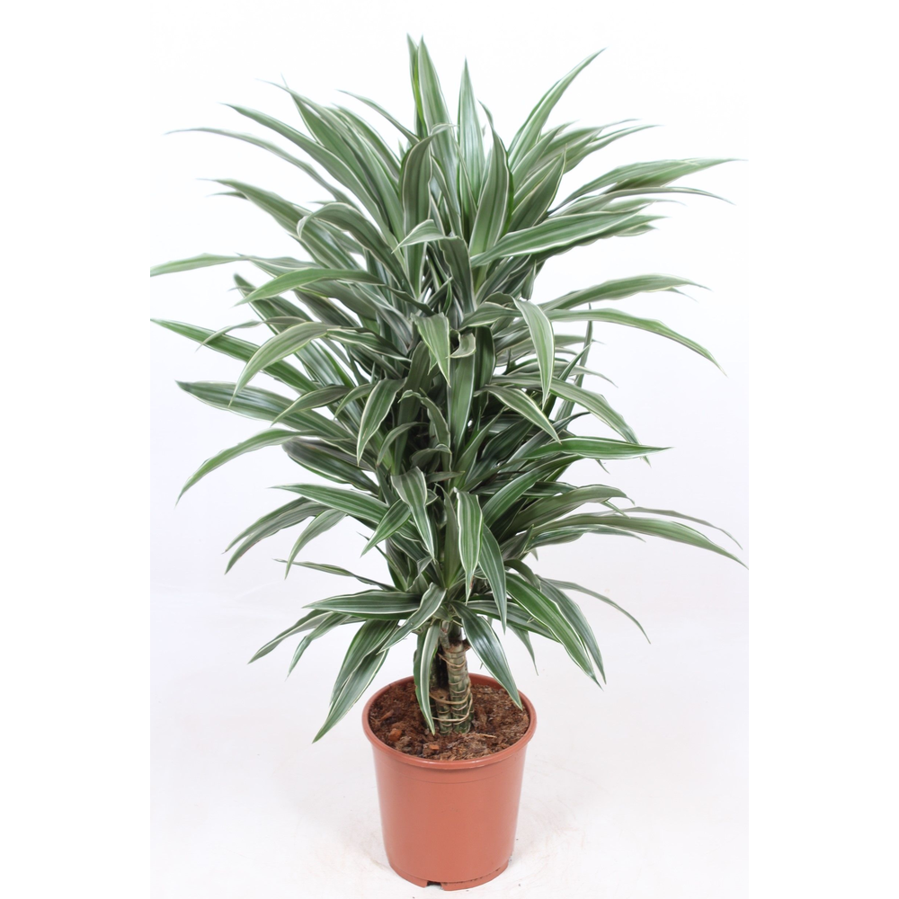 Dracaena Warneckei.