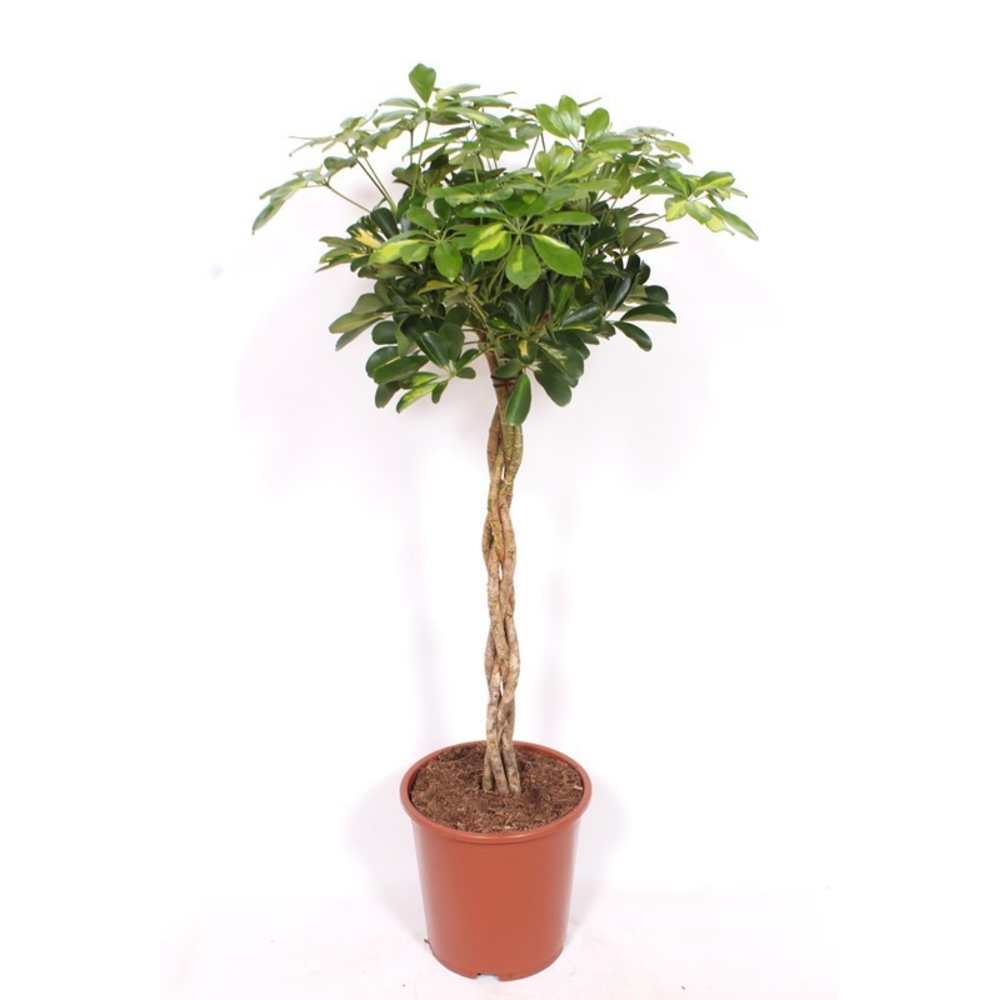 Schefflera Gold Capella.