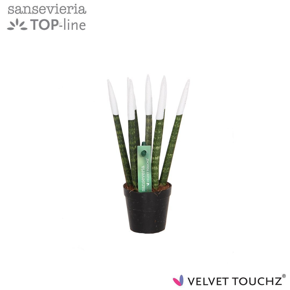Sansevieria VELVET TOUCHZ® Wit.