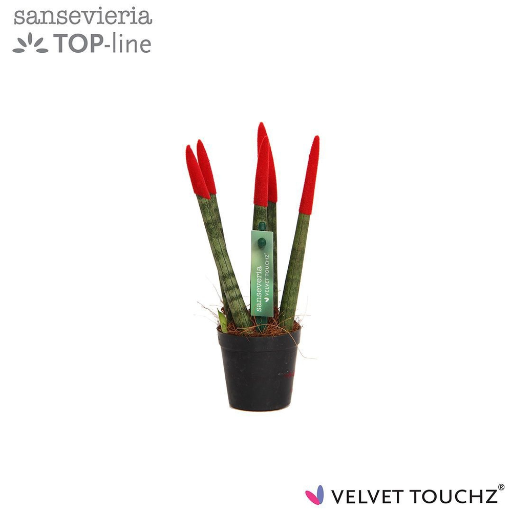 Sansevieria VELVET TOUCHZ® Rood.