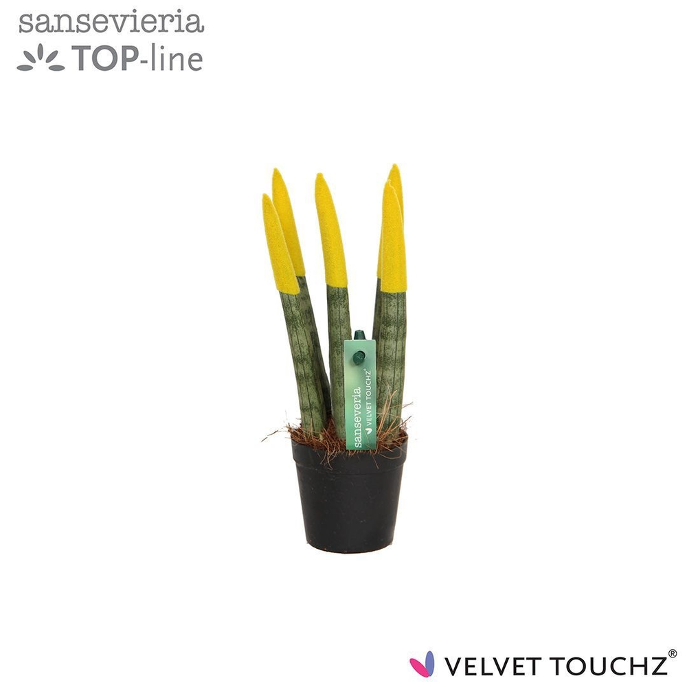 Sansevieria VELVET TOUCHZ® Geel.