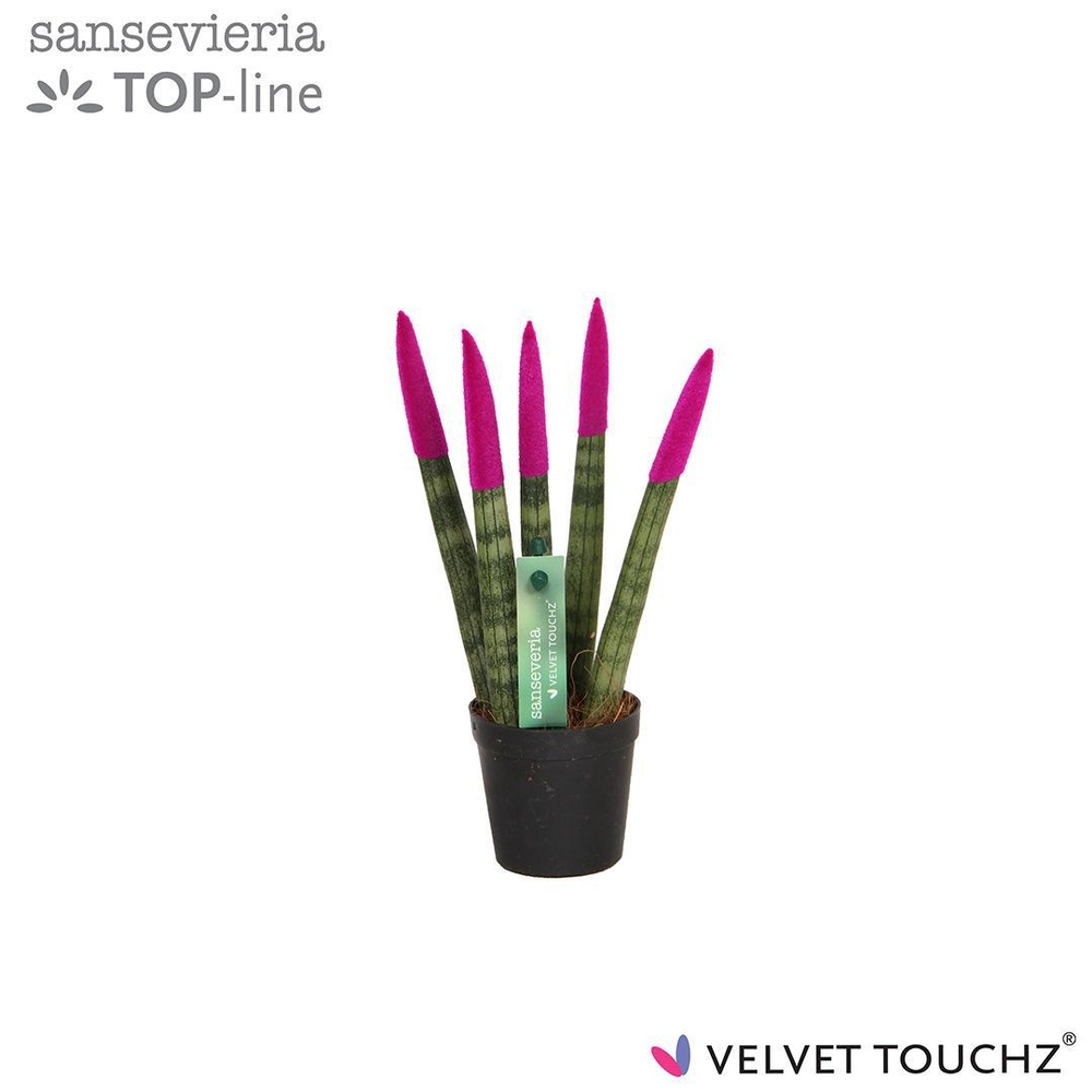Sansevieria VELVET TOUCHZ® Fuchsia.