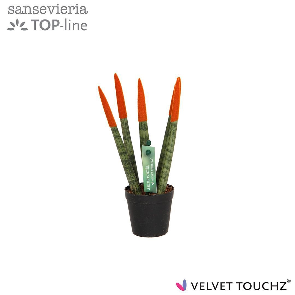 Sansevieria VELVET TOUCHZ® Oranje.