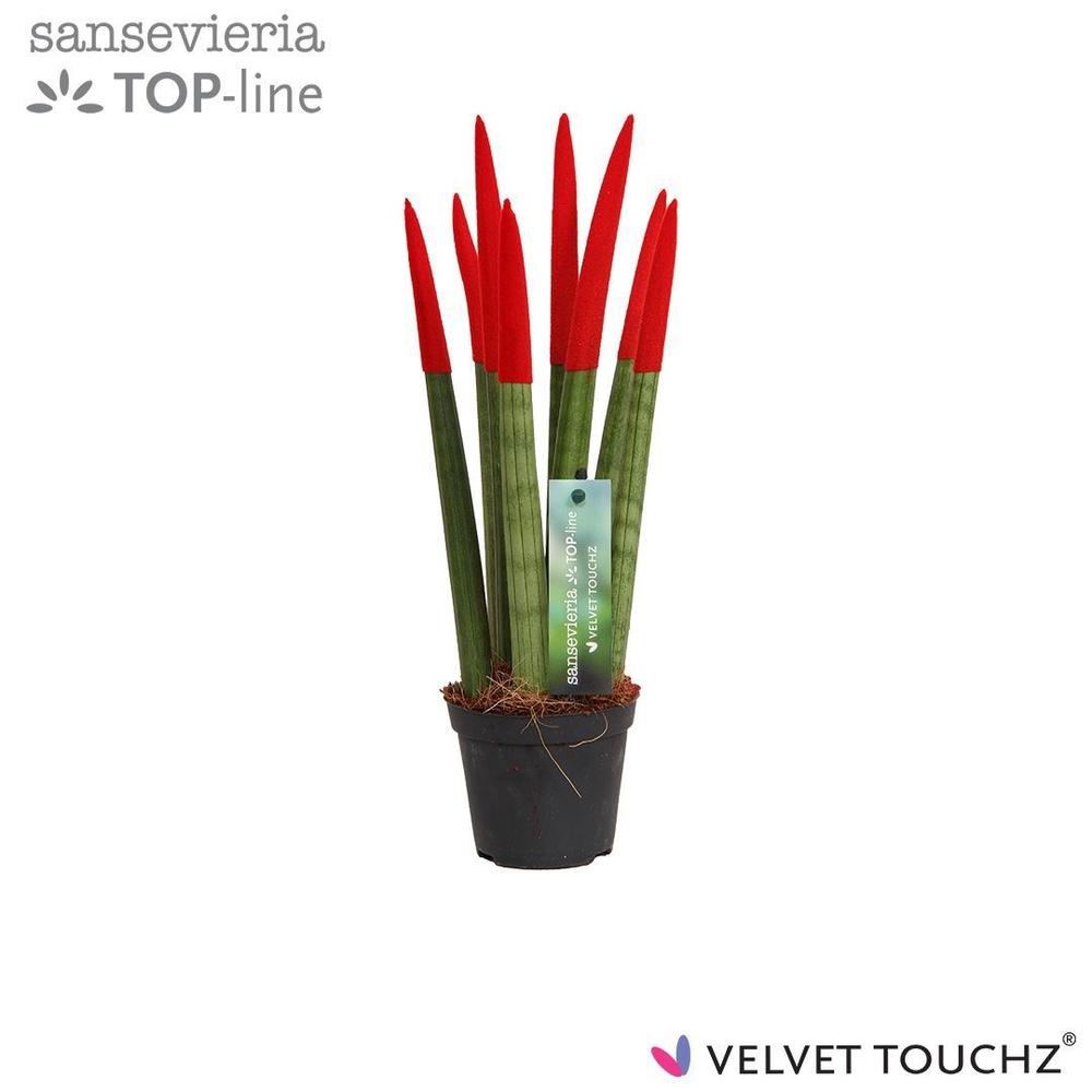 Sansevieria VELVET TOUCHZ® Rood.