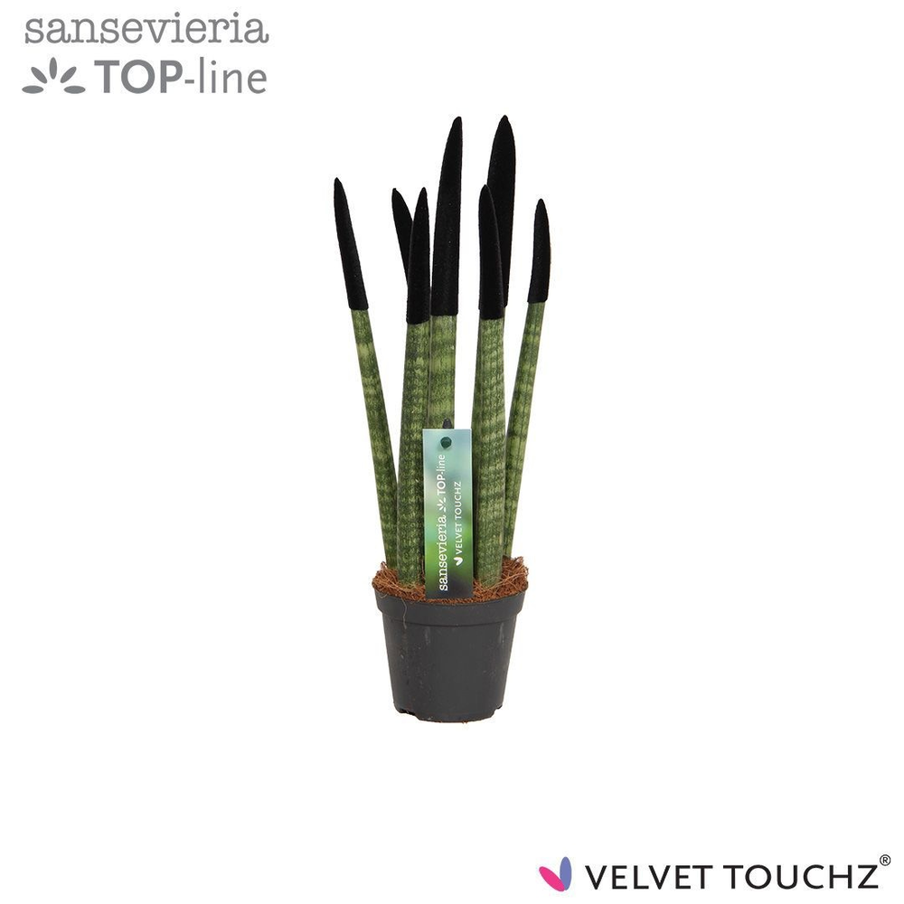 Sansevieria VELVET TOUCHZ® Zwart.