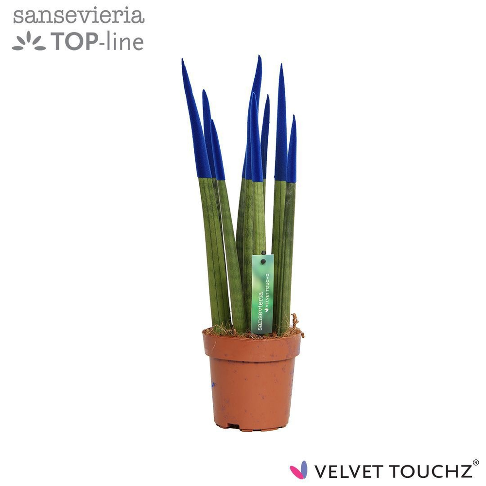 Sansevieria VELVET TOUCHZ® Blauw.
