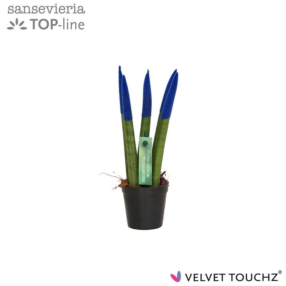 Sansevieria VELVET TOUCHZ® Blauw.