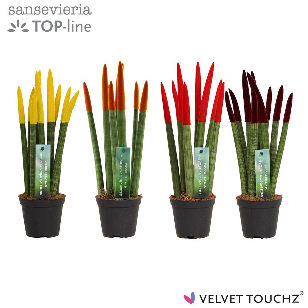 Sansevieria VELVET TOUCHZ® Herfst mix.