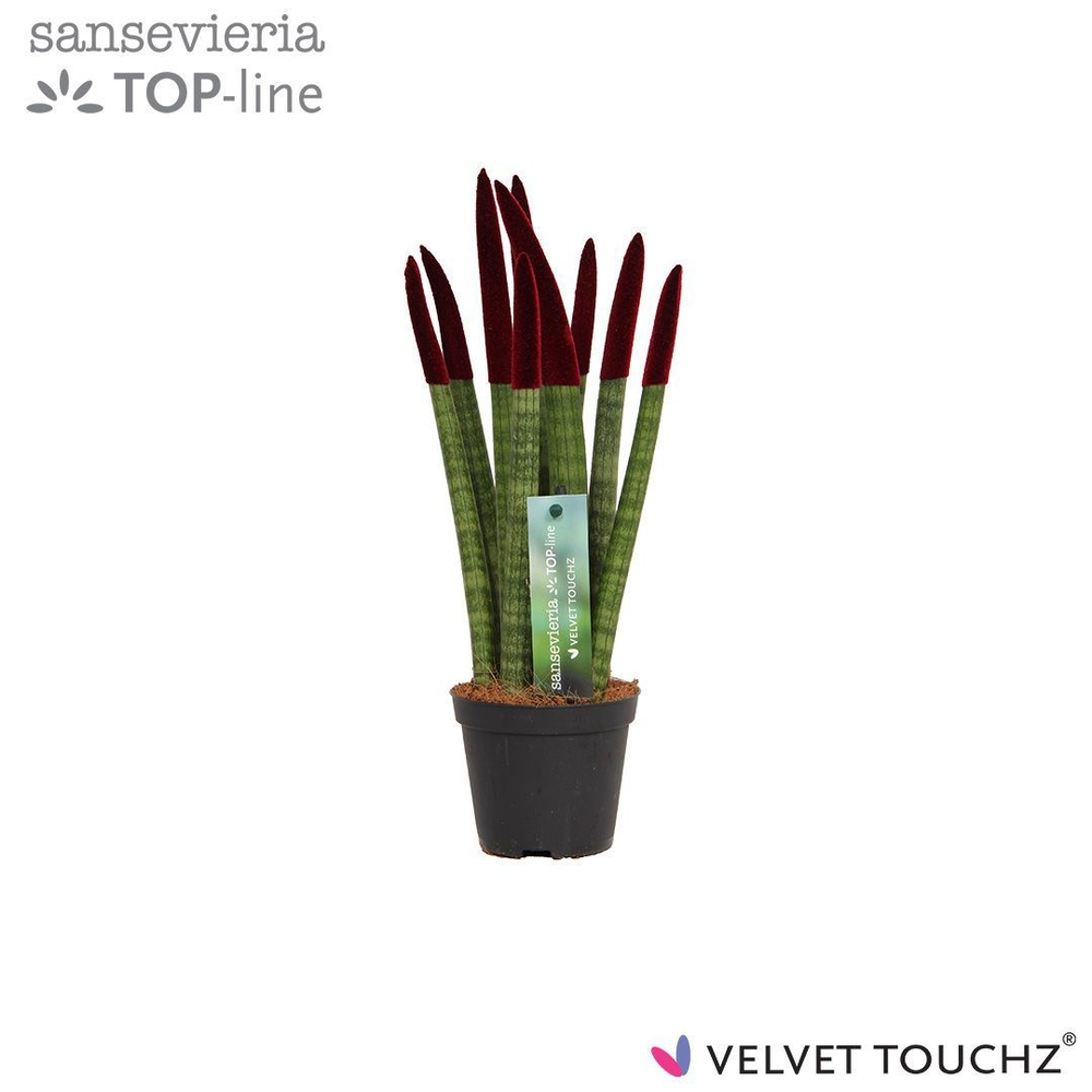 Sansevieria VELVET TOUCHZ® Bordeaux.