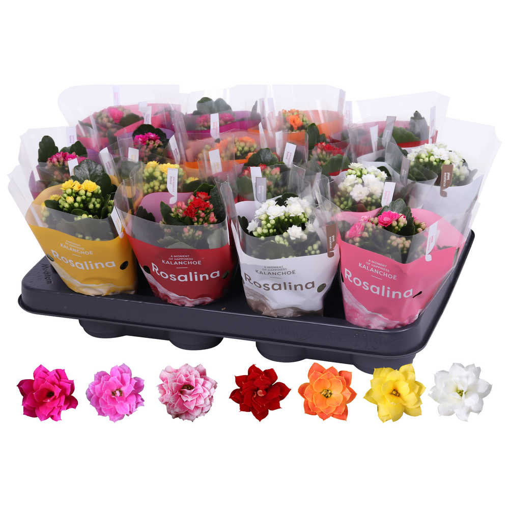 Kalanchoe Rosalina 07cm mix, TST hoes.
