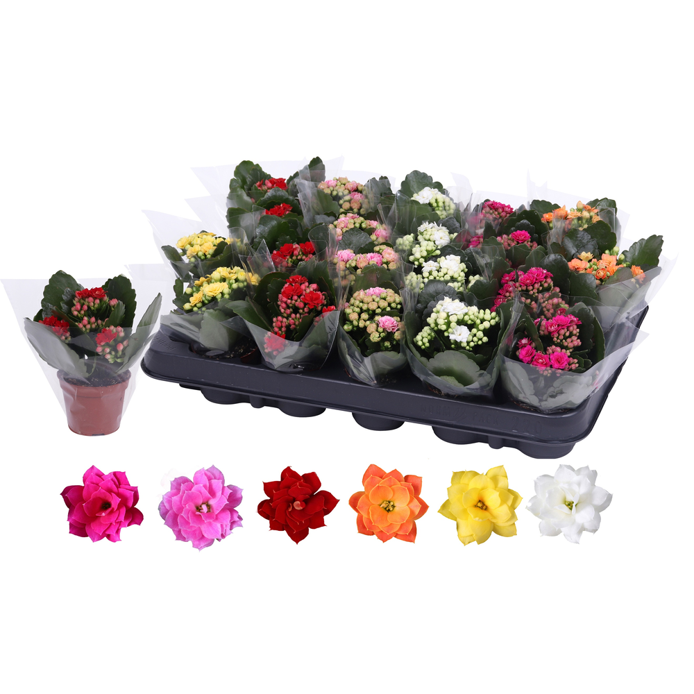 Kalanchoe Rosalina 06cm mix, blanco hoes.
