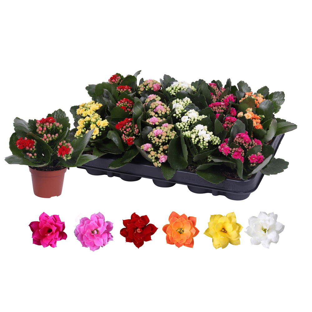 Kalanchoe Rosalina 06cm mix, zonder hoes.