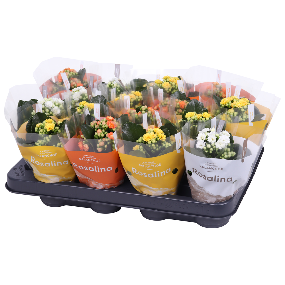 Kalanchoe Rosalina 07cm ge/wt/or, TST hoes Pasen.