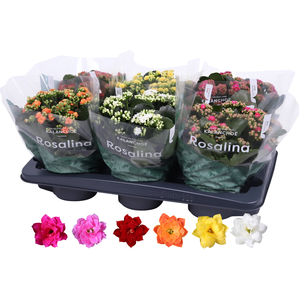Kalanchoe Rosalina 15cm mix.