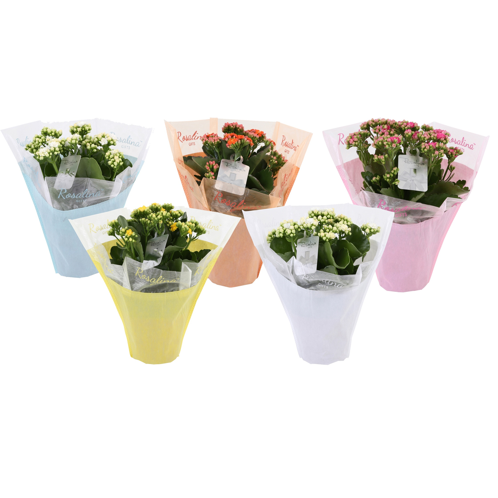 KP-729.1 - Kalanchoe Rosalina 12cm in pastel gifts.