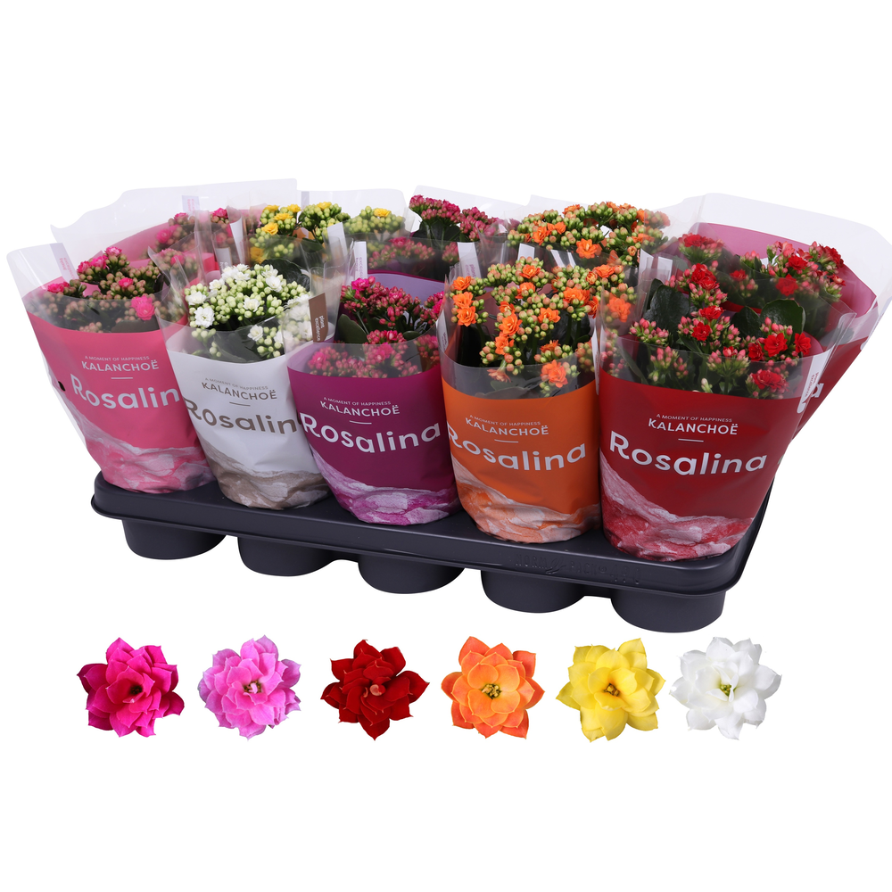 Kalanchoe Rosalina 12cm mix, TST hoes.